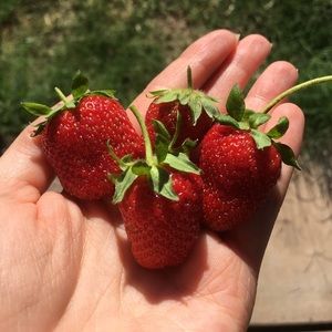 Meet your Posher, Sam